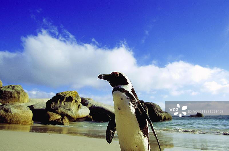 非洲企鹅，南非博尔德斯海滩图片素材