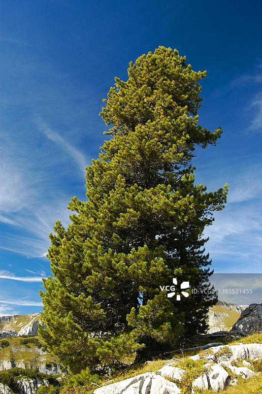 瑞士松树，罗凡，蒂罗尔，奥地利，欧洲图片素材