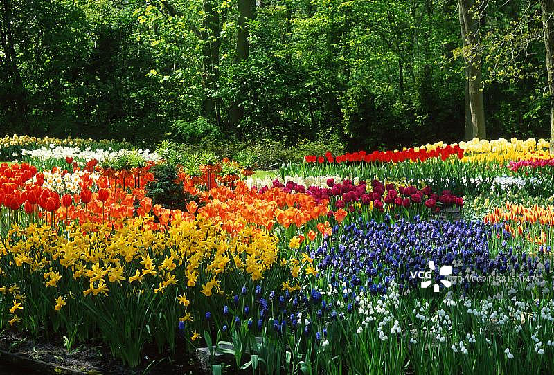 荷兰利瑟Keukenhof花园郁金香、水仙花和风信子花坛图片素材