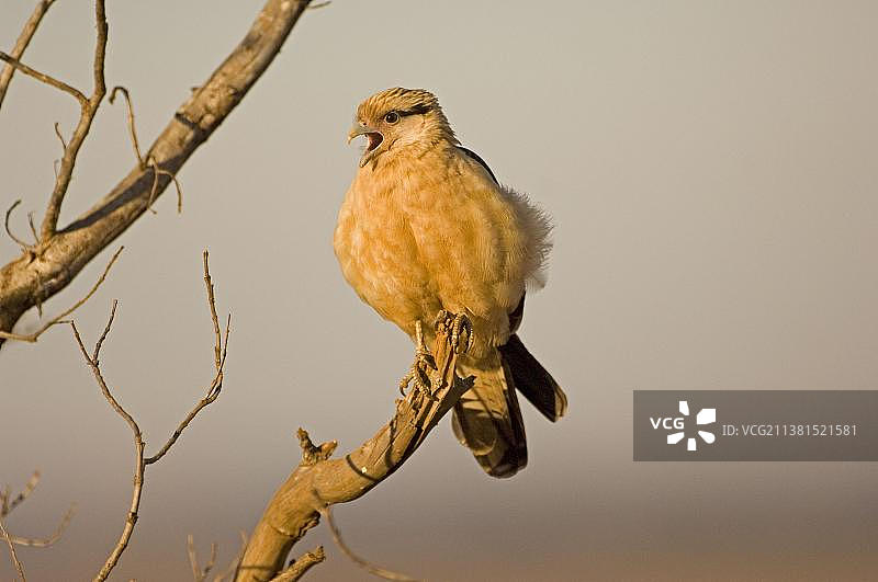 黄头卡拉鹰，巴西，南美洲图片素材