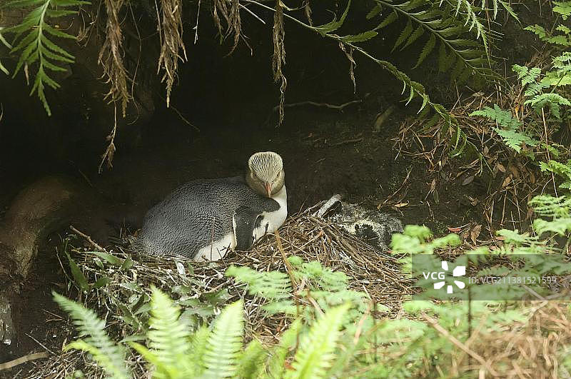 黄眼企鹅，新西兰奥克兰群岛图片素材