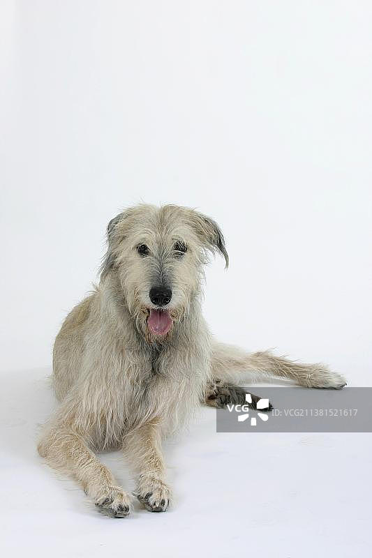 爱尔兰猎狼犬图片素材