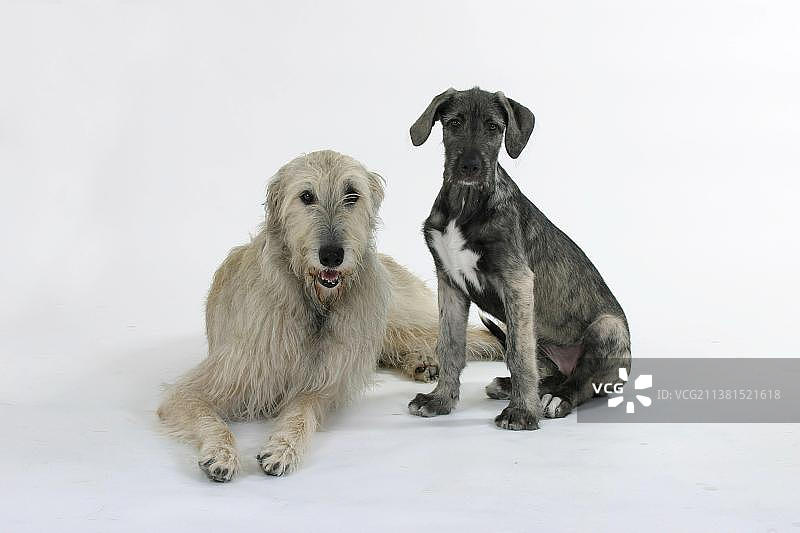 爱尔兰猎狼犬与幼犬（14周）图片素材