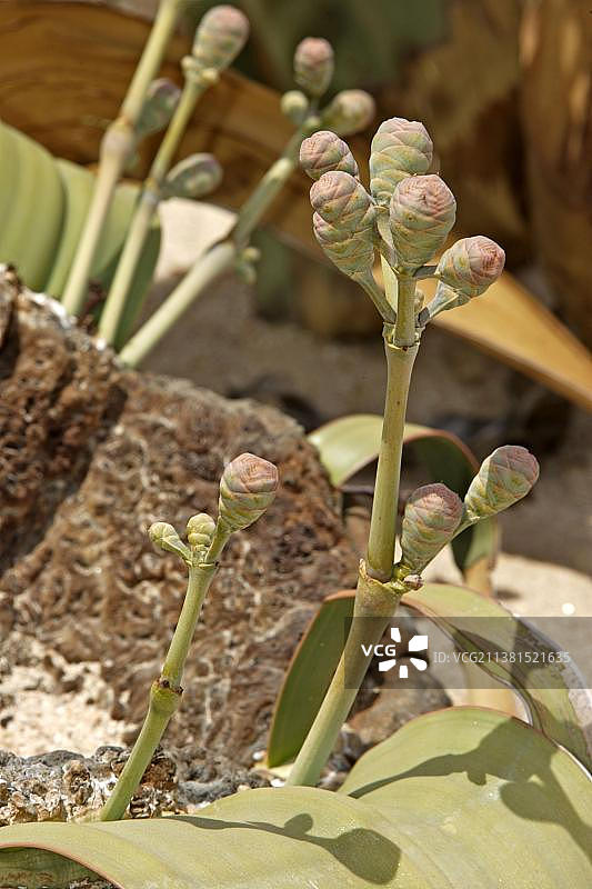 百岁兰（雌株），纳米布沙漠，纳米比亚，非洲图片素材