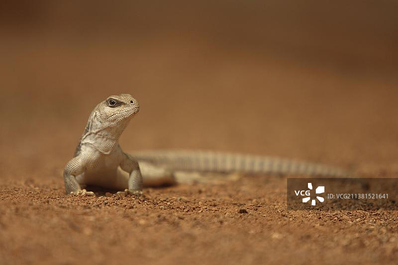 沙漠鬣蜥图片素材