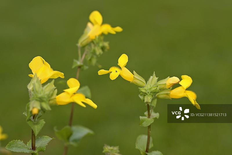 阿拉格尼猴面花图片素材