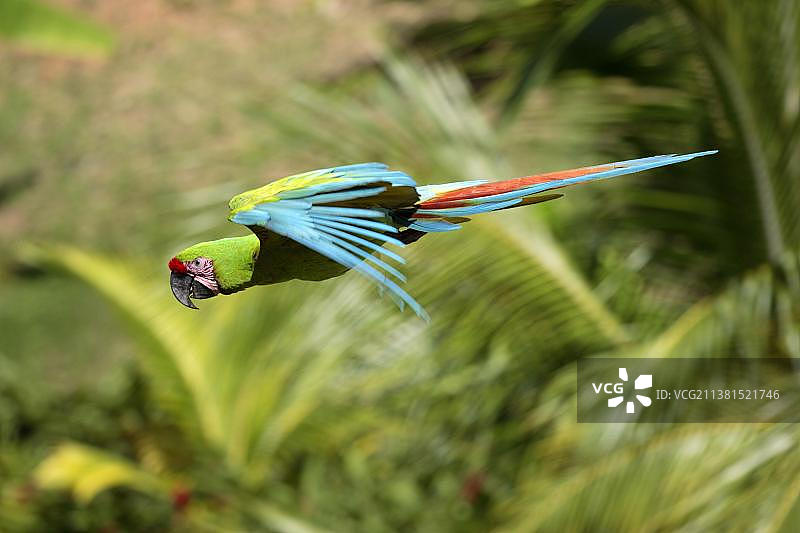 军用金刚鹦鹉（Ara militaris），侧面图，可拆卸图片素材