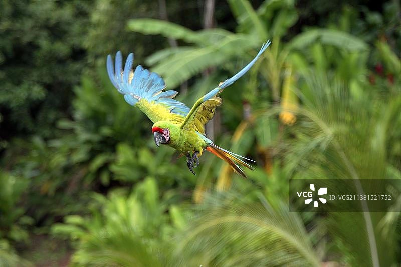 军用金刚鹦鹉图片素材