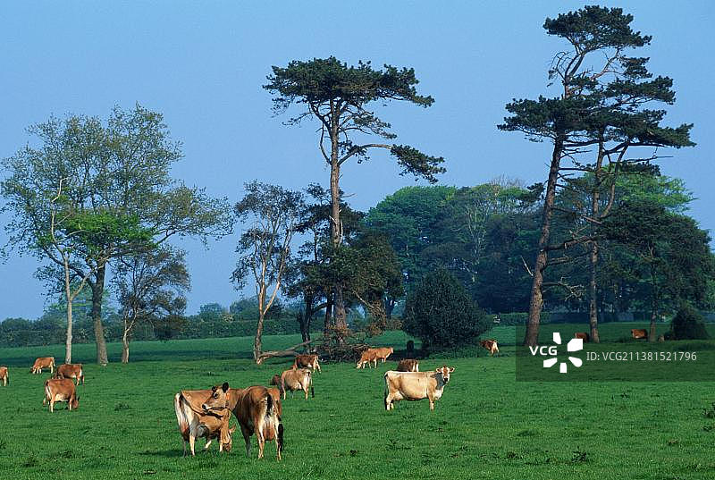 泽西牛，英国海峡群岛泽西岛，欧洲图片素材