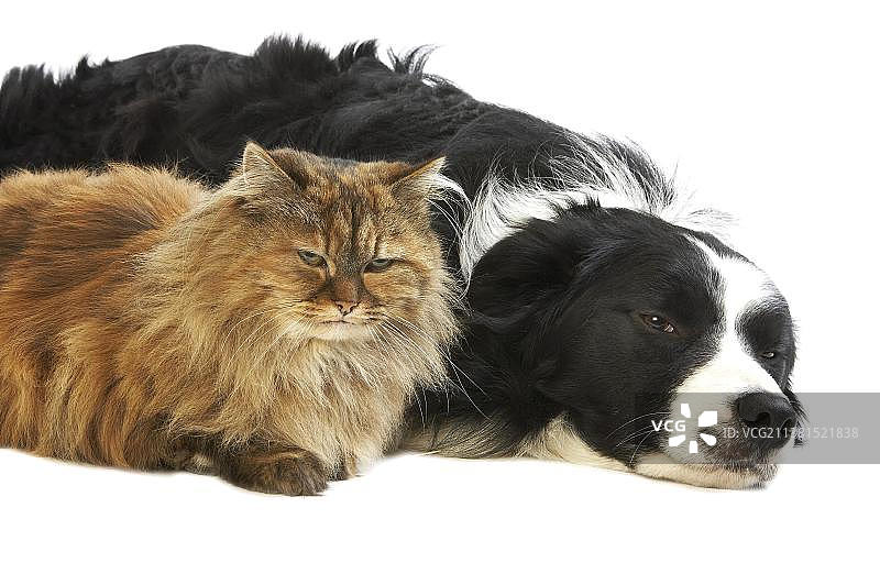 白色背景下的边境牧羊犬、玳瑁色波斯家猫图片素材