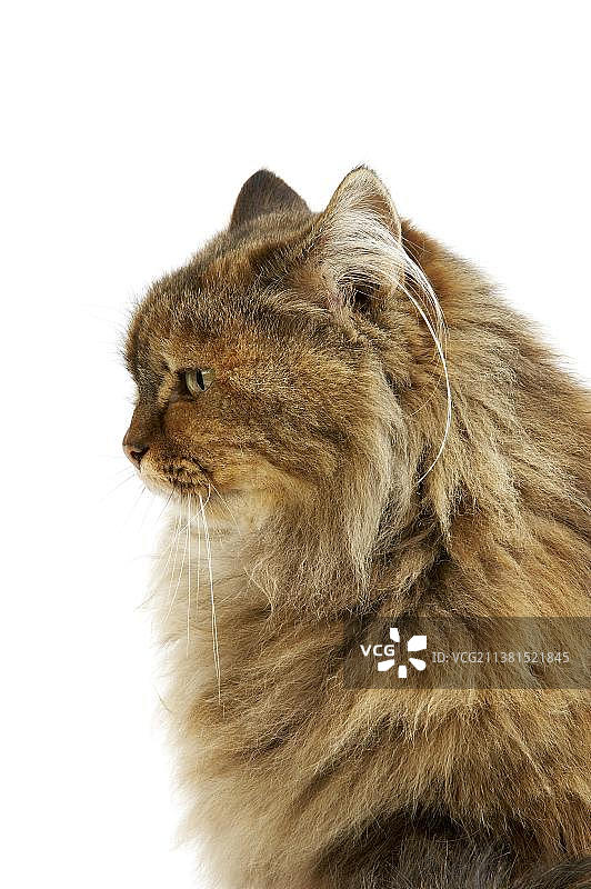 白色背景下的玳瑁色波斯家猫图片素材