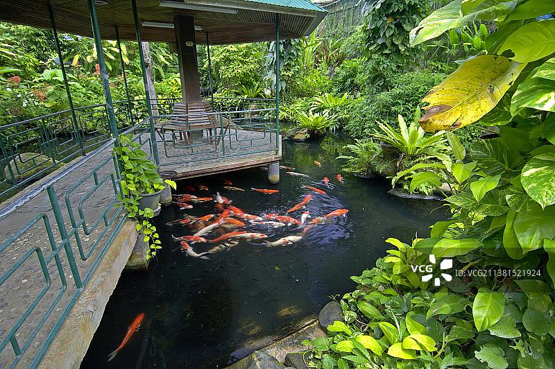 泰国普吉岛锦鲤池图片素材