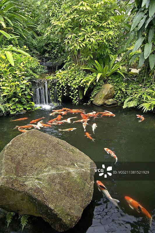 泰国普吉岛的锦鲤池塘图片素材