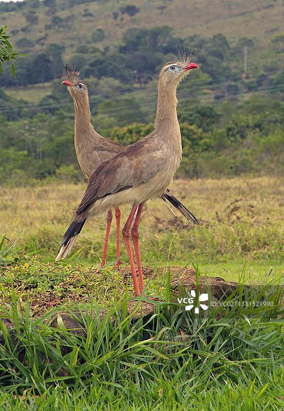 巴西的一对红腿叫鹤图片素材