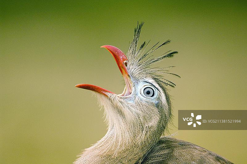 红腿叫鹤，巴西，侧面，南美洲图片素材