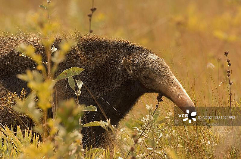 巴西大食蚁兽图片素材