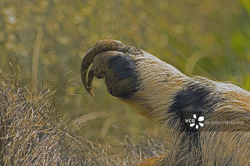 大食蚁兽，手，巴西米纳斯吉拉斯州卡纳斯特拉山图片素材