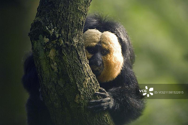 巴西白面粗尾猿（雄性）图片素材