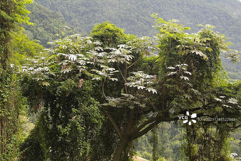 在巴西蒂茹卡国家公园的伞树图片素材