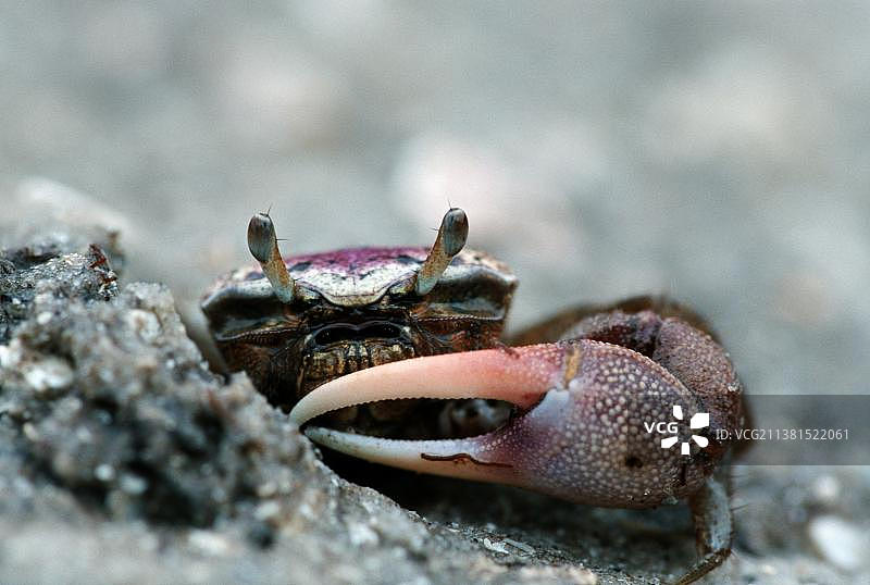 佛罗里达萨尼贝尔岛大西洋招潮蟹图片素材