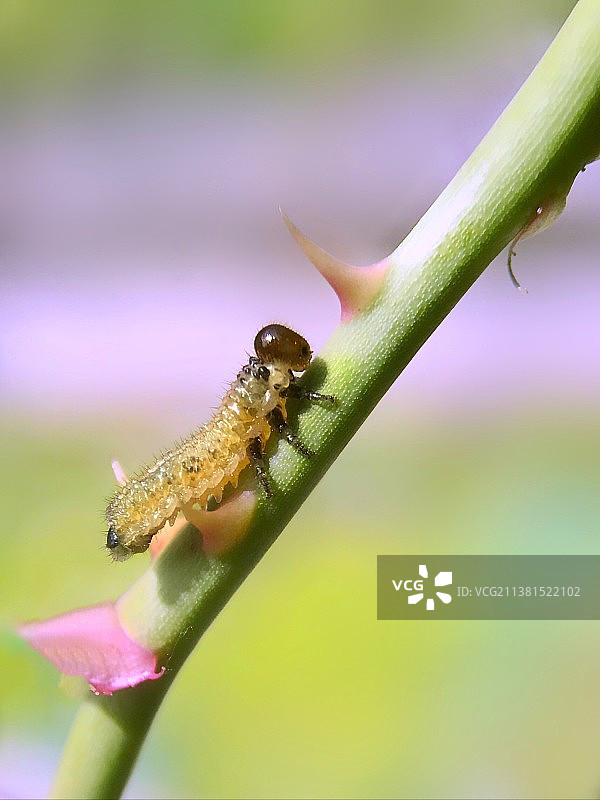 上刀山图片素材