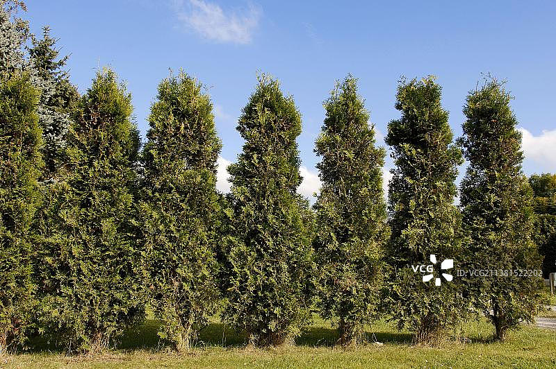雪松（香柏）图片素材