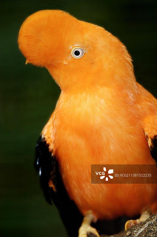 雄性安第斯岩鸡图片素材