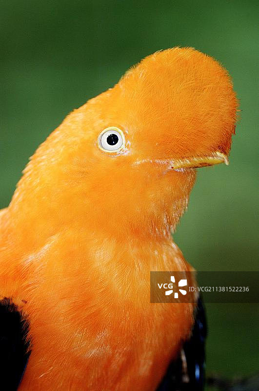 雄性安第斯动冠伞鸟图片素材