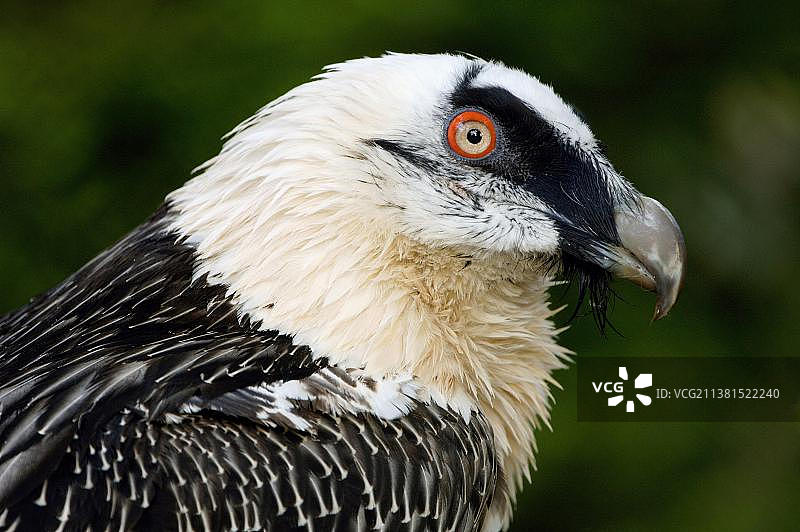 胡兀鹫图片素材