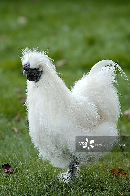 丝毛鸡图片素材