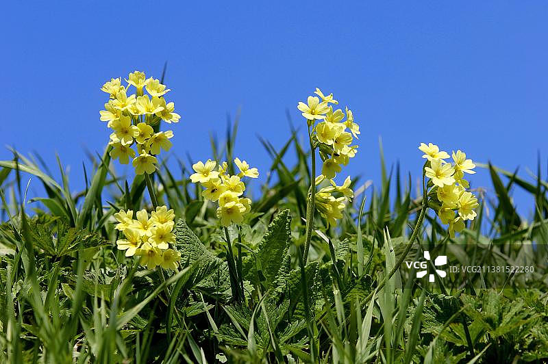报春花，贝希特斯加登国家公园，巴伐利亚，德国，欧洲图片素材
