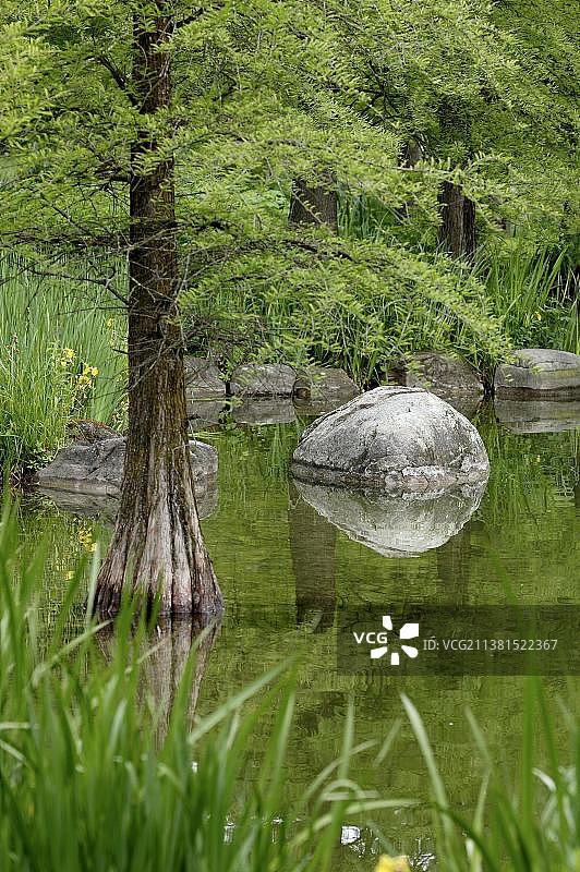 落羽杉图片素材