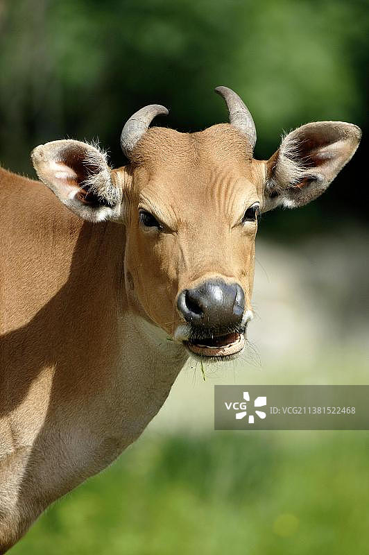 爪哇野牛图片素材