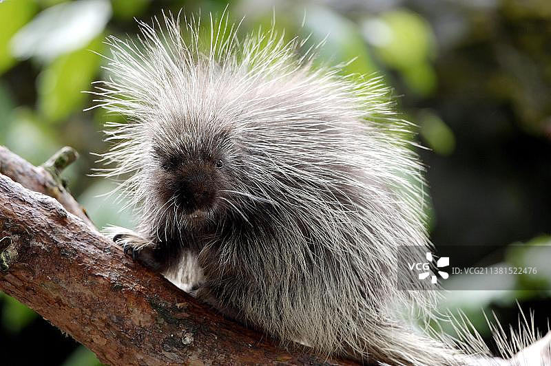 北美豪猪图片素材