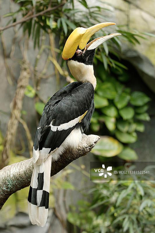 Great Indian Hornbill图片素材