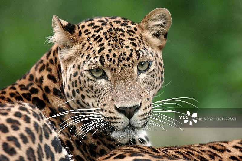 斯里兰卡豹（雌性）图片素材