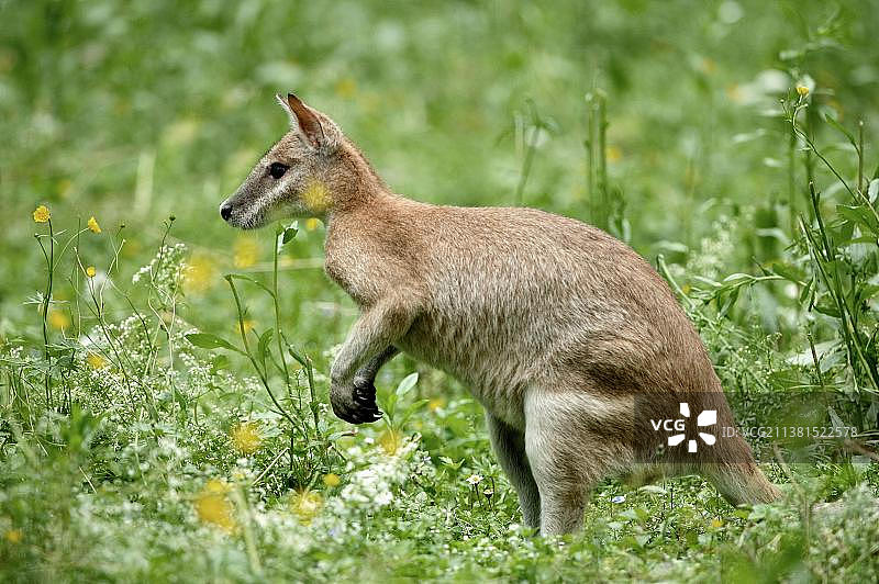 敏捷袋鼠图片素材