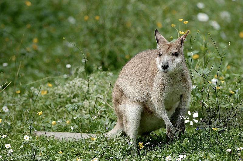 敏捷袋鼠图片素材