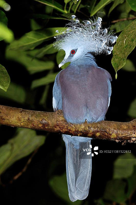 蓝冠鸠（Goura cristata）图片素材