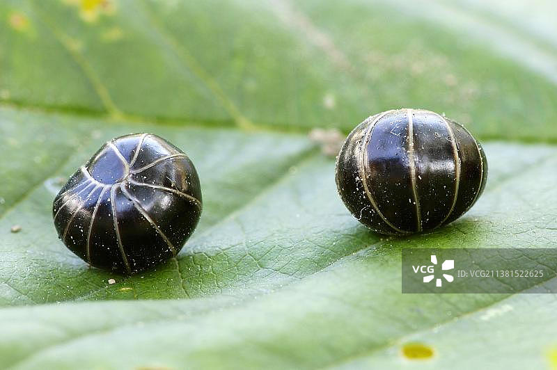 北莱茵-威斯特法伦的球鼠妇（Glomeris）图片素材