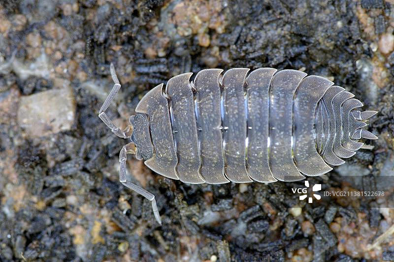 粗糙球鼠妇图片素材