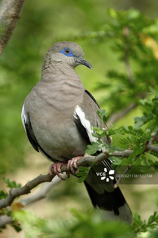 白翅鸠图片素材