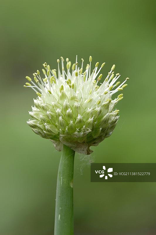葱 (Allium fistulosum)图片素材