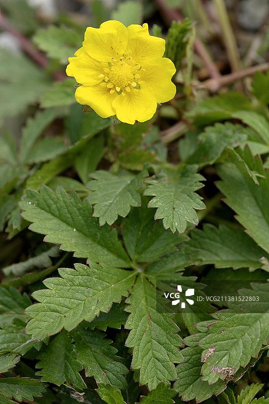匍匐委陵菜，德国巴伐利亚图片素材
