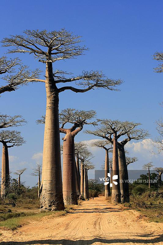 猴面包树大道，莫龙达瓦图片素材