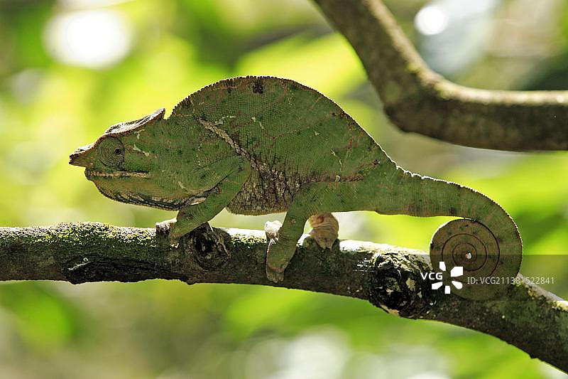 雄性带状变色龙，马达加斯加图片素材