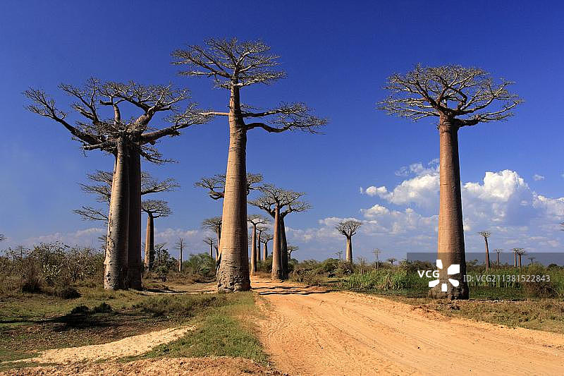 猴面包树大道，莫龙达瓦图片素材