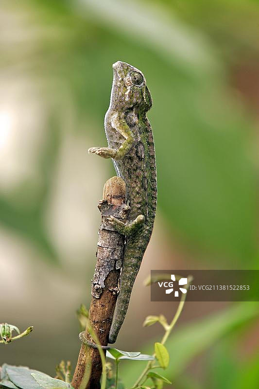 疣状变色龙，雄性，马达加斯加图片素材