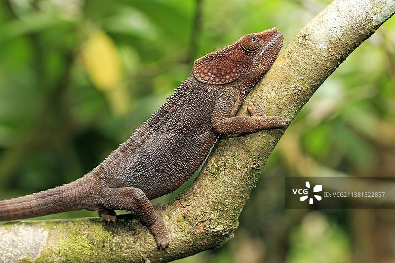 马达加斯加短角变色龙（雄性）图片素材