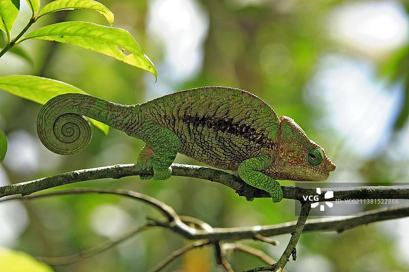 马达加斯加豹纹变色龙图片素材